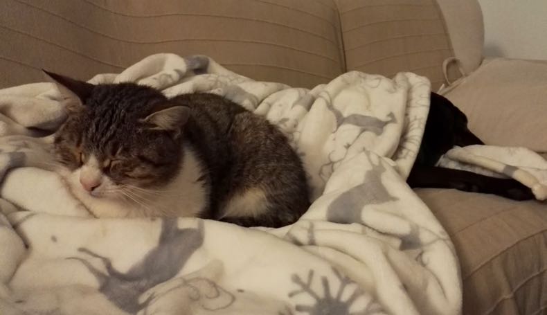 CatandDog
